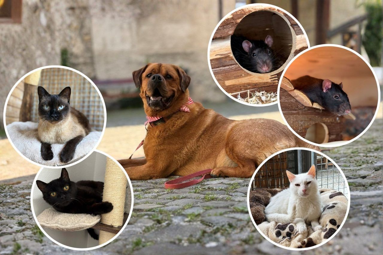 Zuhause für Tiere
