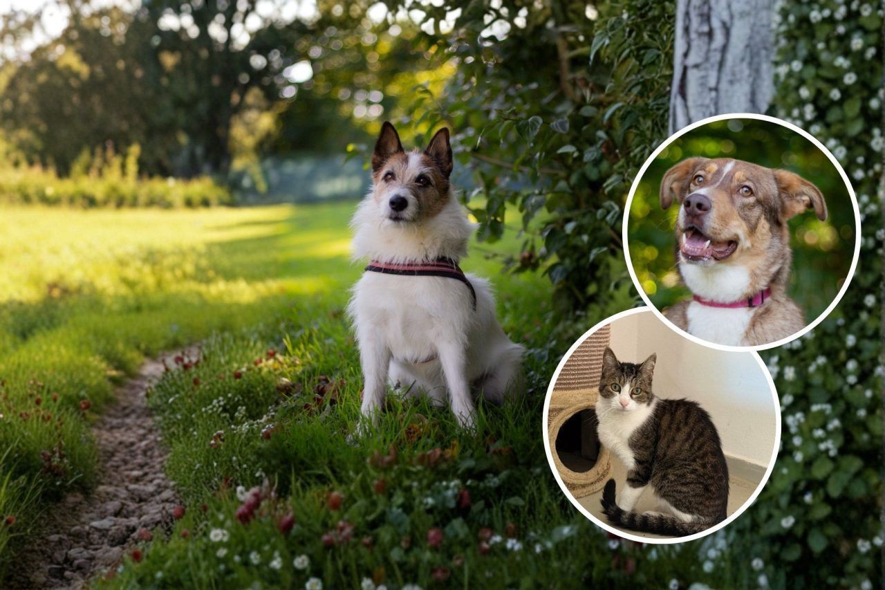 Zuhause für Tiere