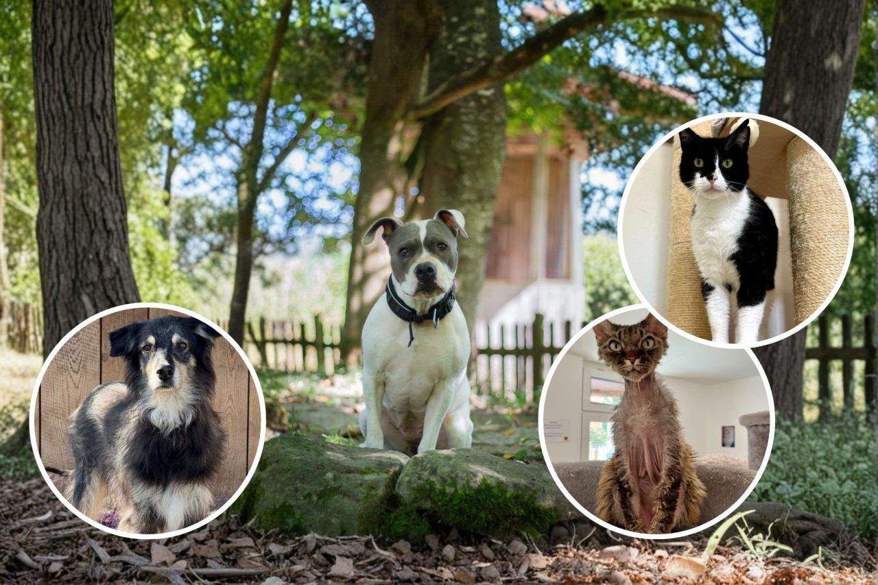 Ein Herz für Tiere