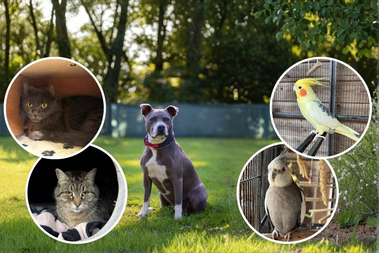 Tiere suchen ein Zuhause