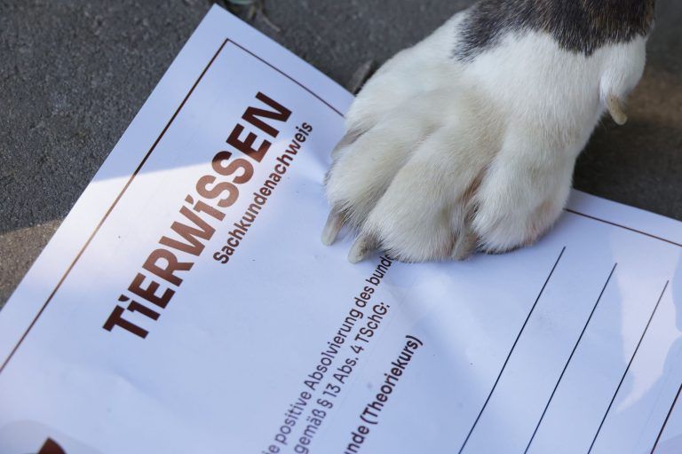 Was Vorarlbergs Hundehalter beim neuen Nachweis jetzt ausbremst