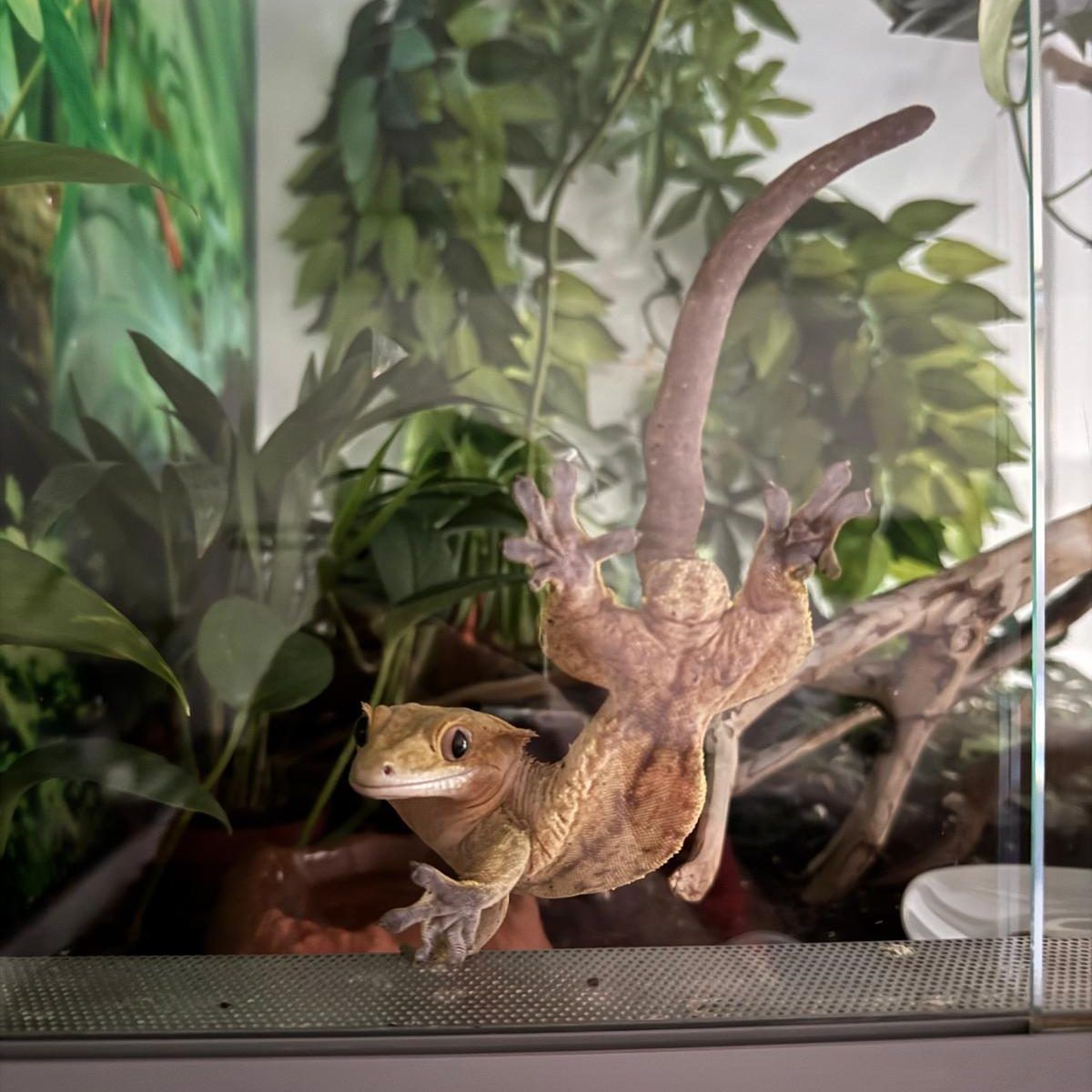 Gecko, Schlange