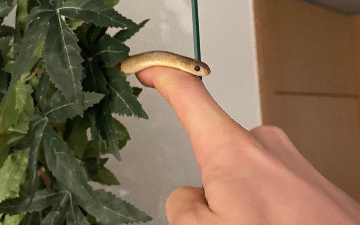Gecko, Schlange