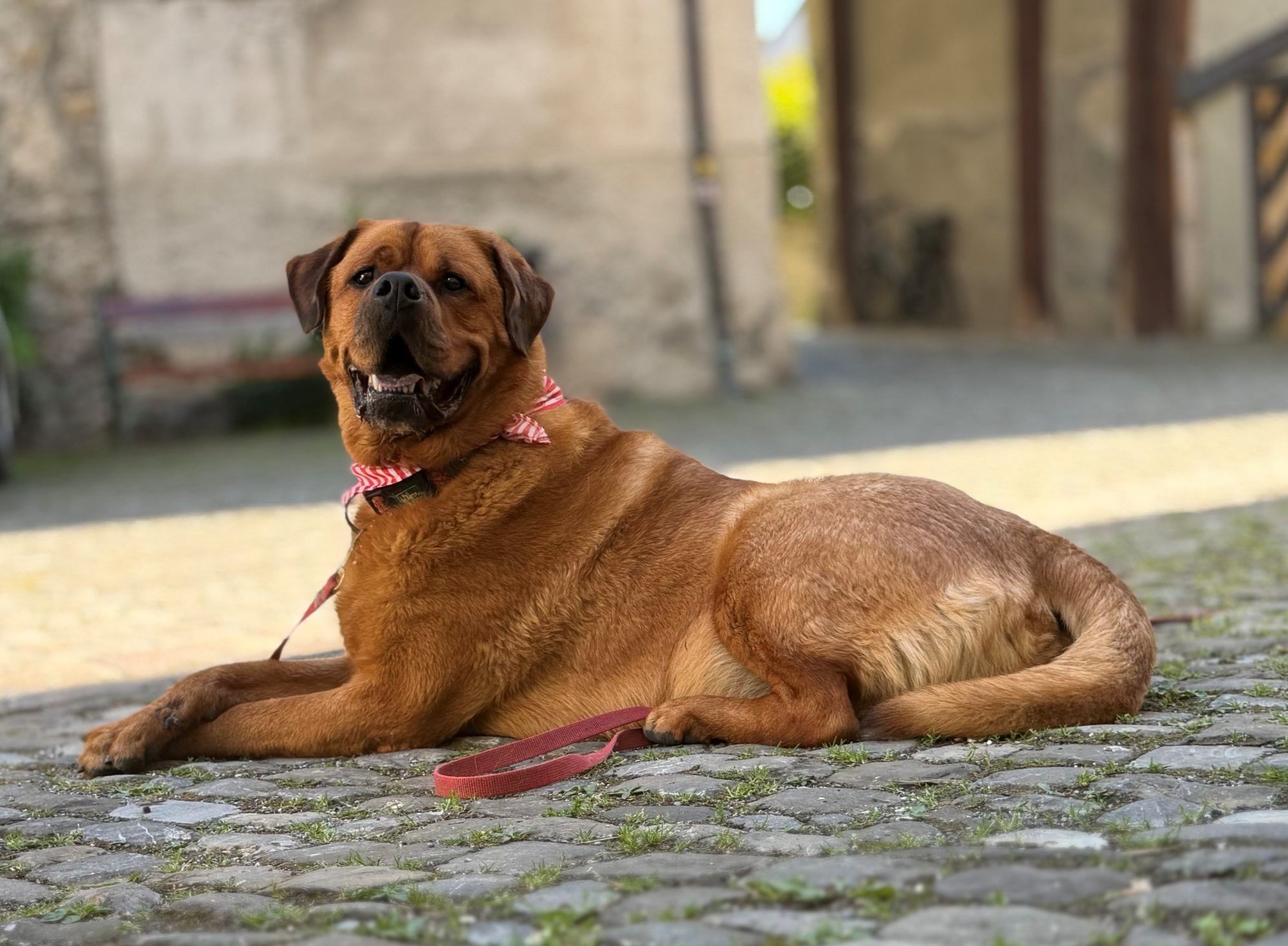  Klar, ehrlich, besonders: Alvin sucht Dich!