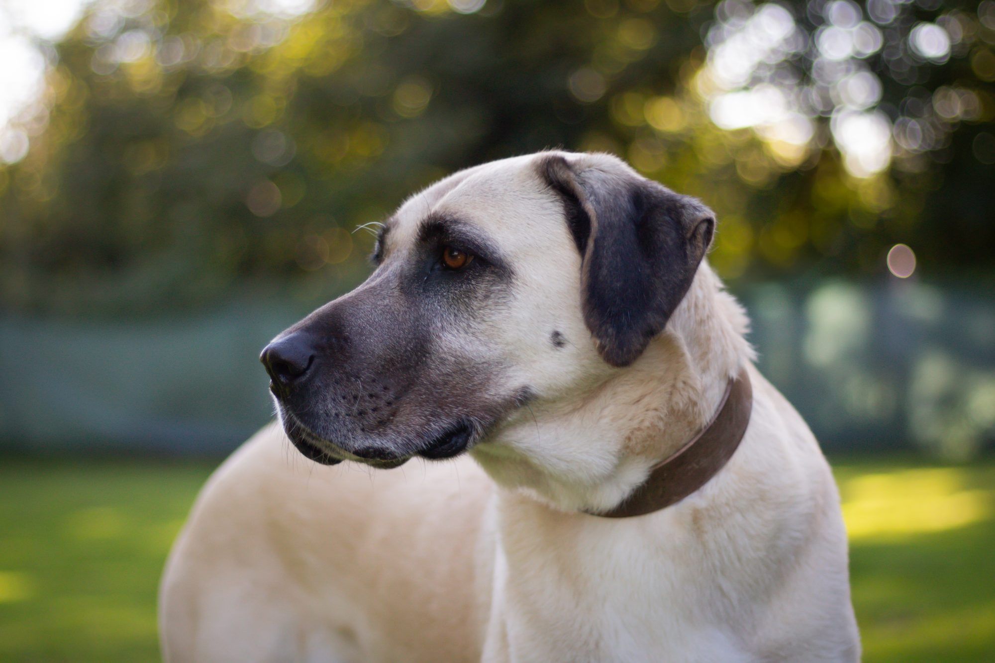 Kangal-Hündin Isra sucht ihre Menschen
