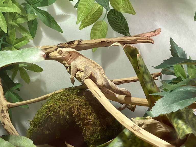 Gecko, Schlange