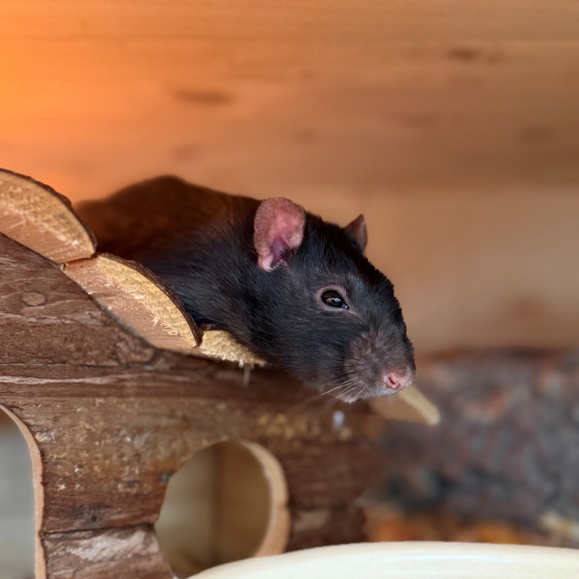 Henry und Milo suchen gemeinsam ein Zuhause