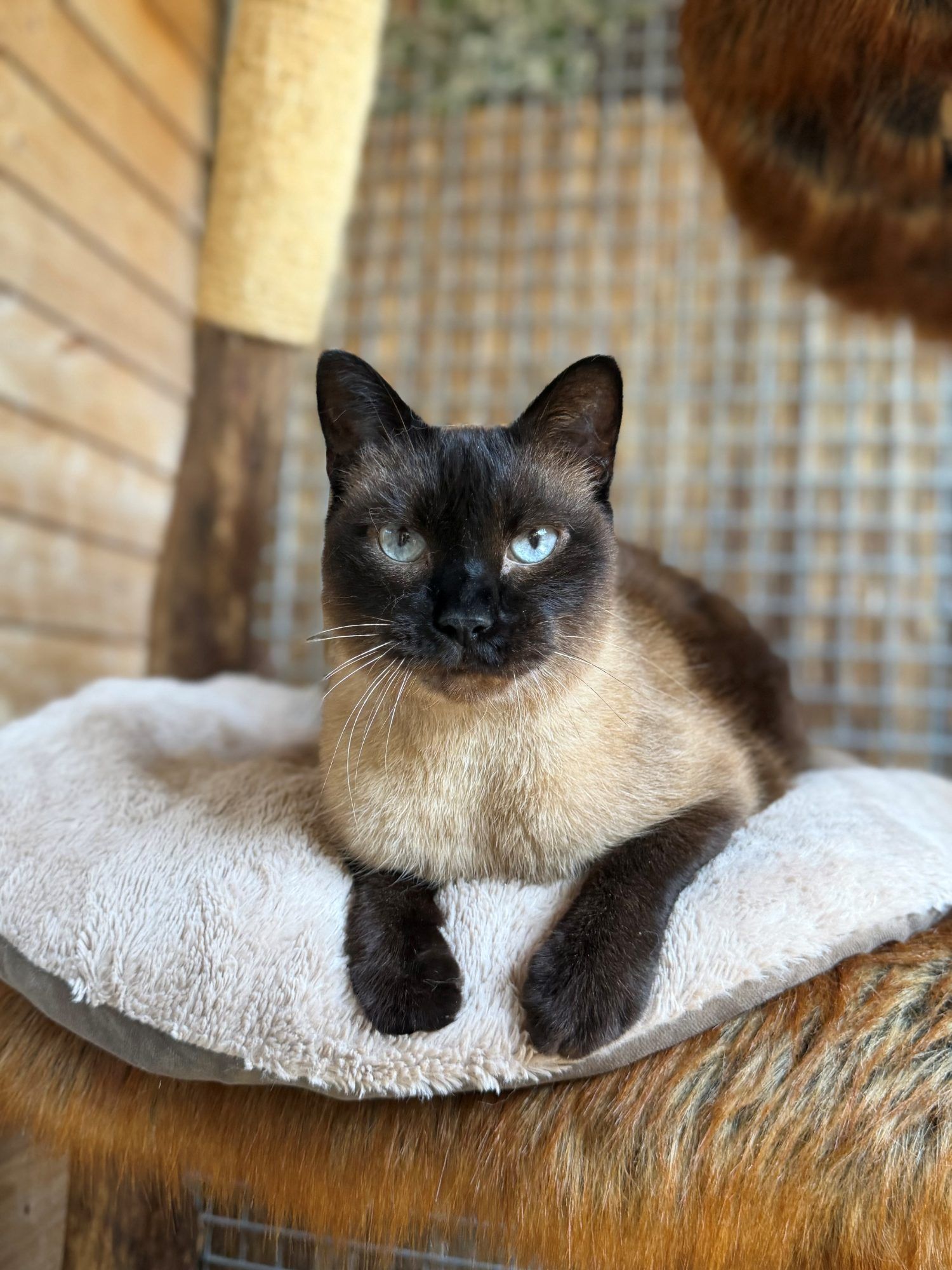Iron ist ein verschmuster Kater
