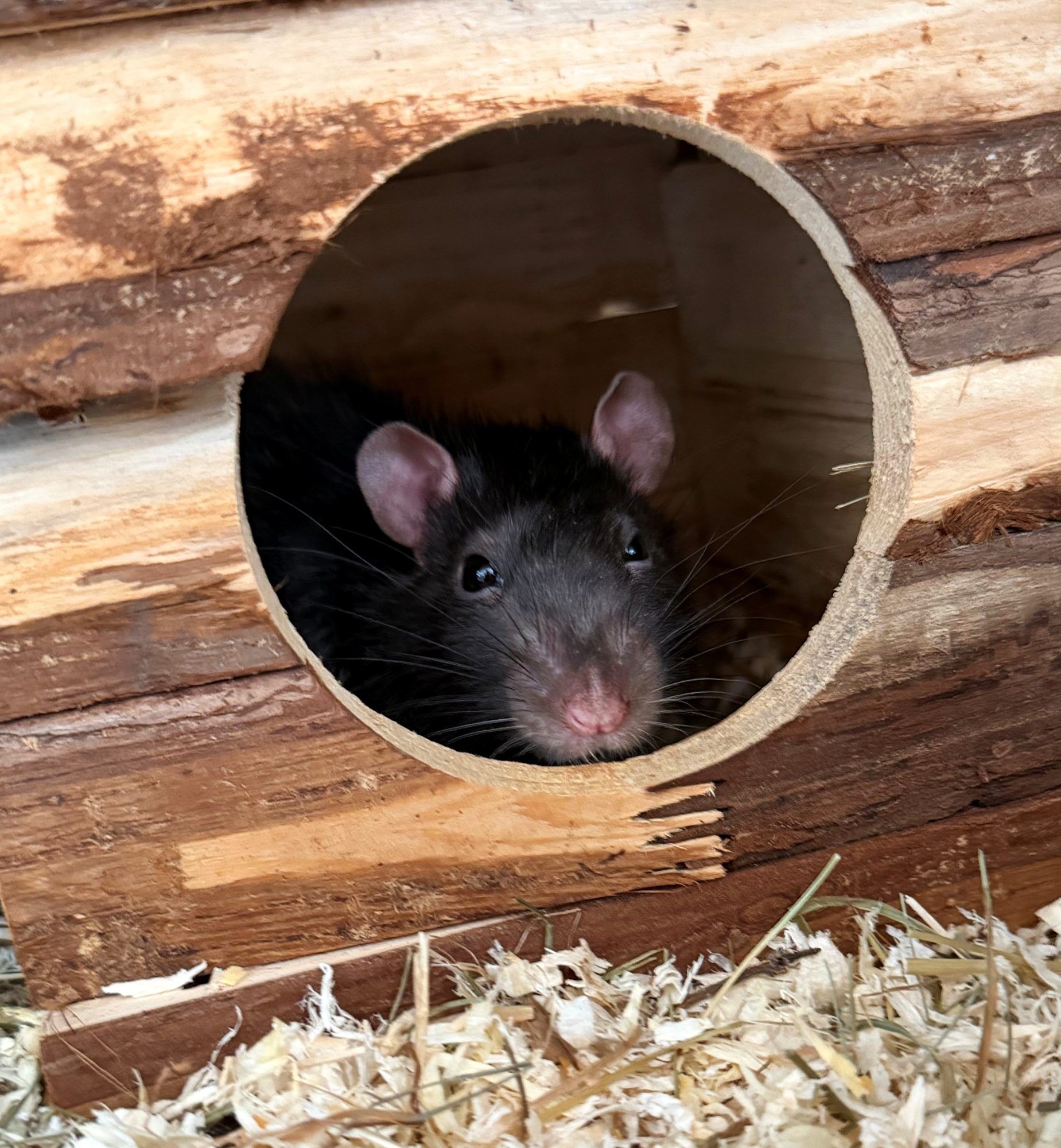 Freches Ratten-Duo möchte ausziehen