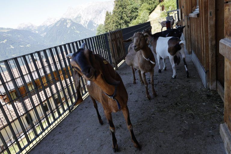 Dieses Eis aus dem Montafon kommt direkt vom Bergbauernhof