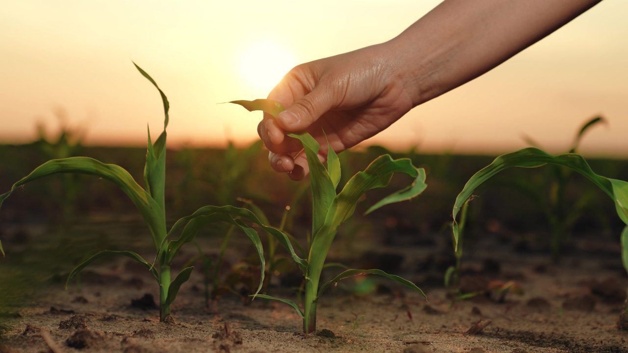Evangeliumkommentar: Damit Gottes Wort Frucht bringt