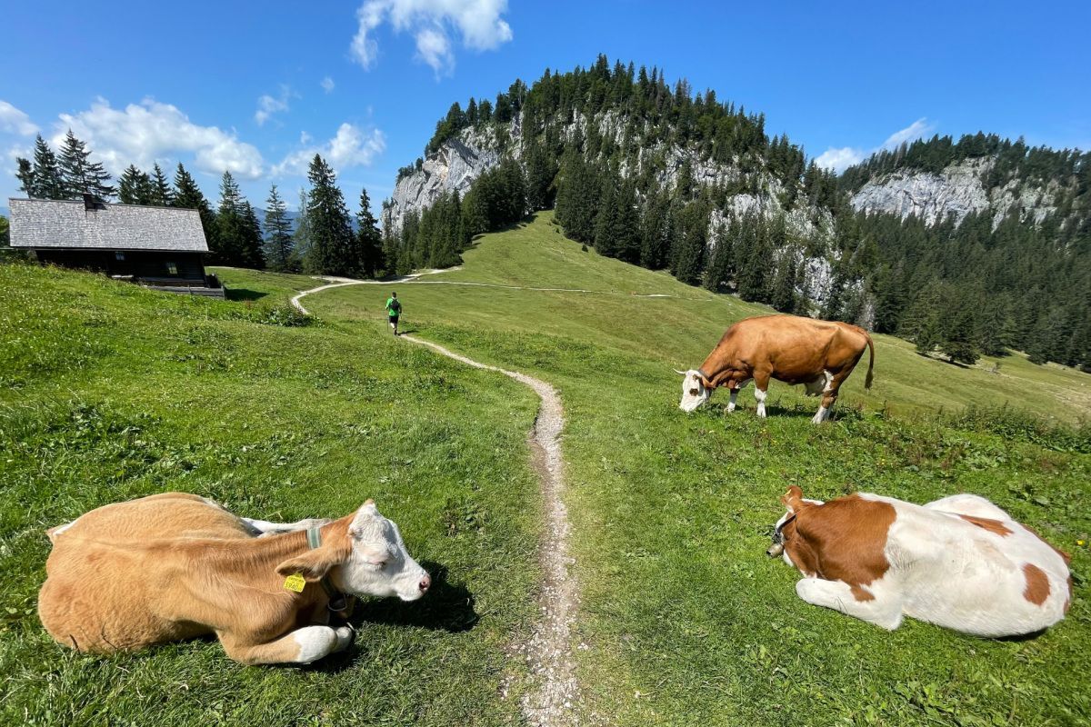Wegen Hitze: Totschnig plant Maßnahmen für Landwirtschaft