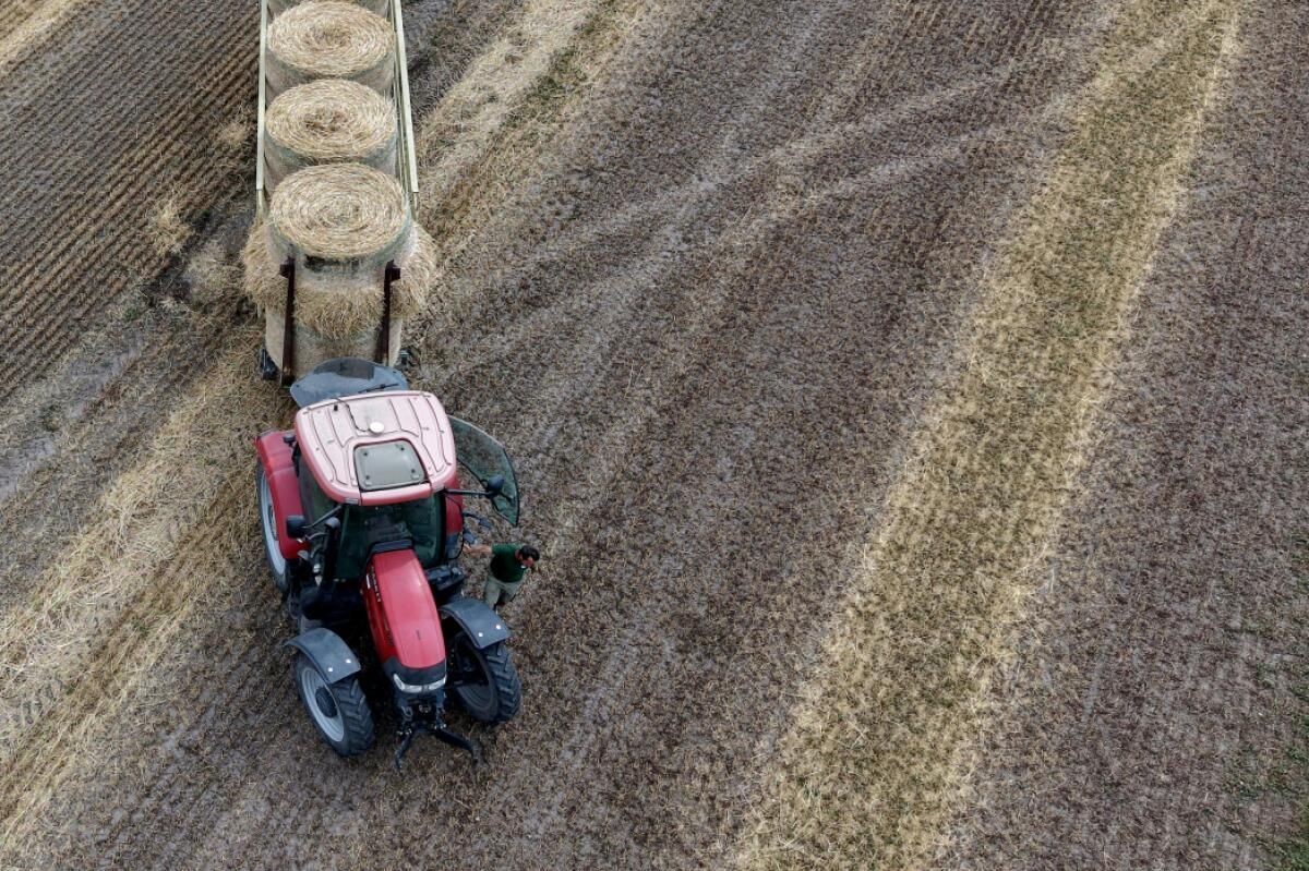 Getreideernte wegen Dürre 14 Prozent unter 5-Jahres-Schnitt