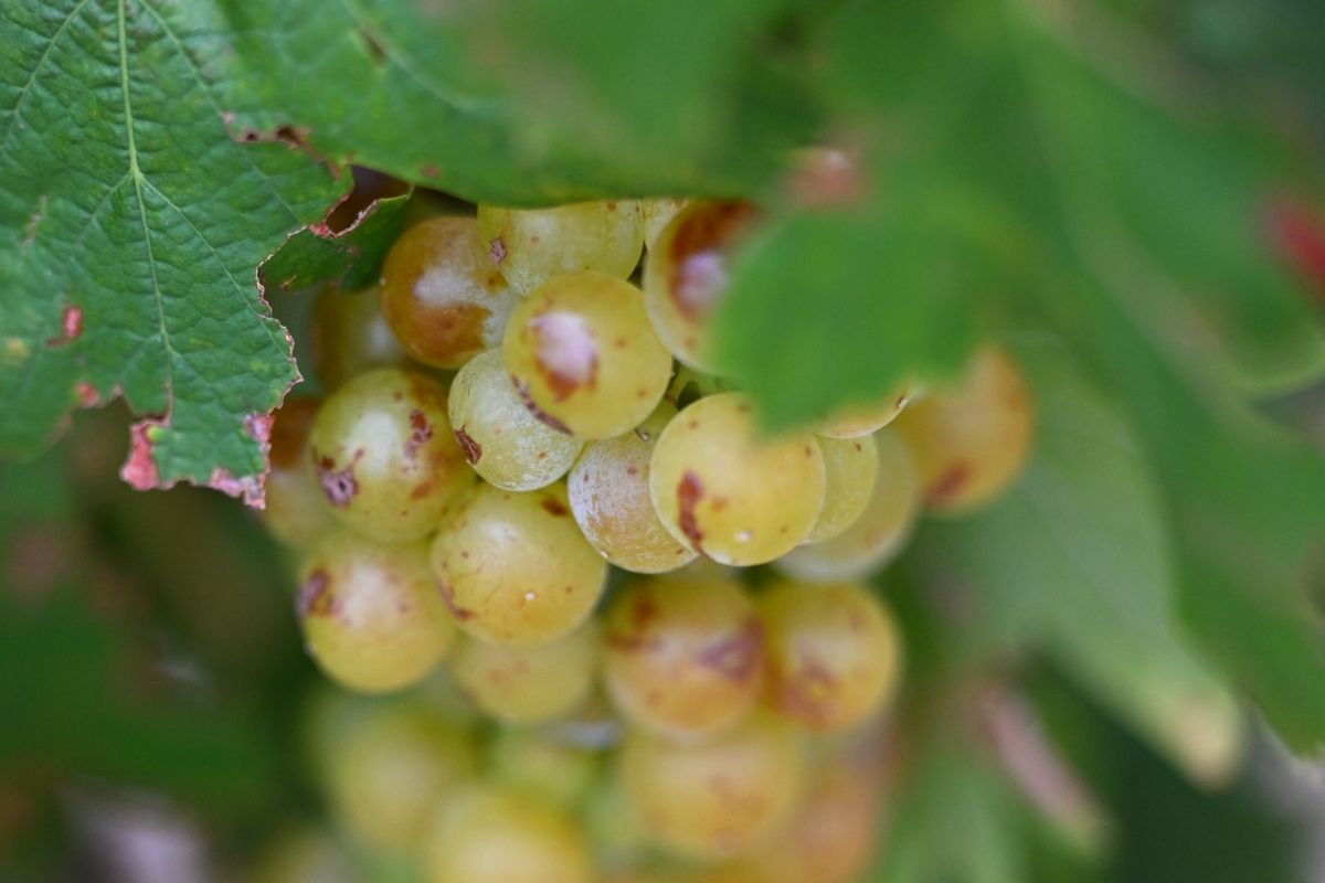 Weinlese in Burgund beginnt wegen Hitze so früh wie nie