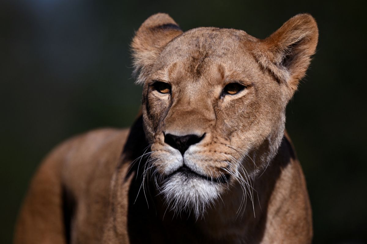 Vermutlich Hitzschlag: Löwinnen in Zoo in Tokio gestorben