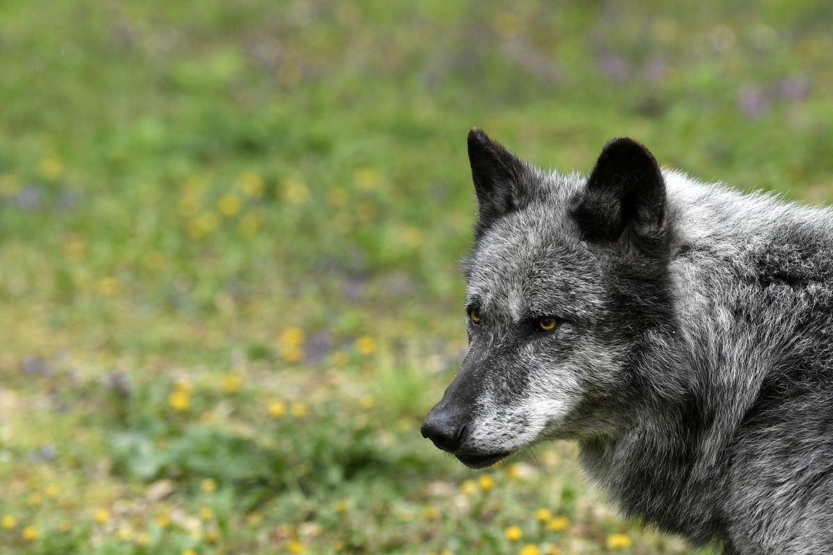 Wolf in Vorarlberger Talschaft Montafon erlegt