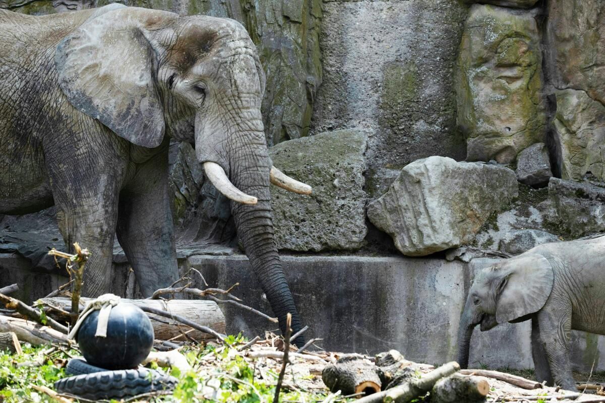 Elefantenkalb im Zoo Schönbrunn kühlt sich beim Baden ab