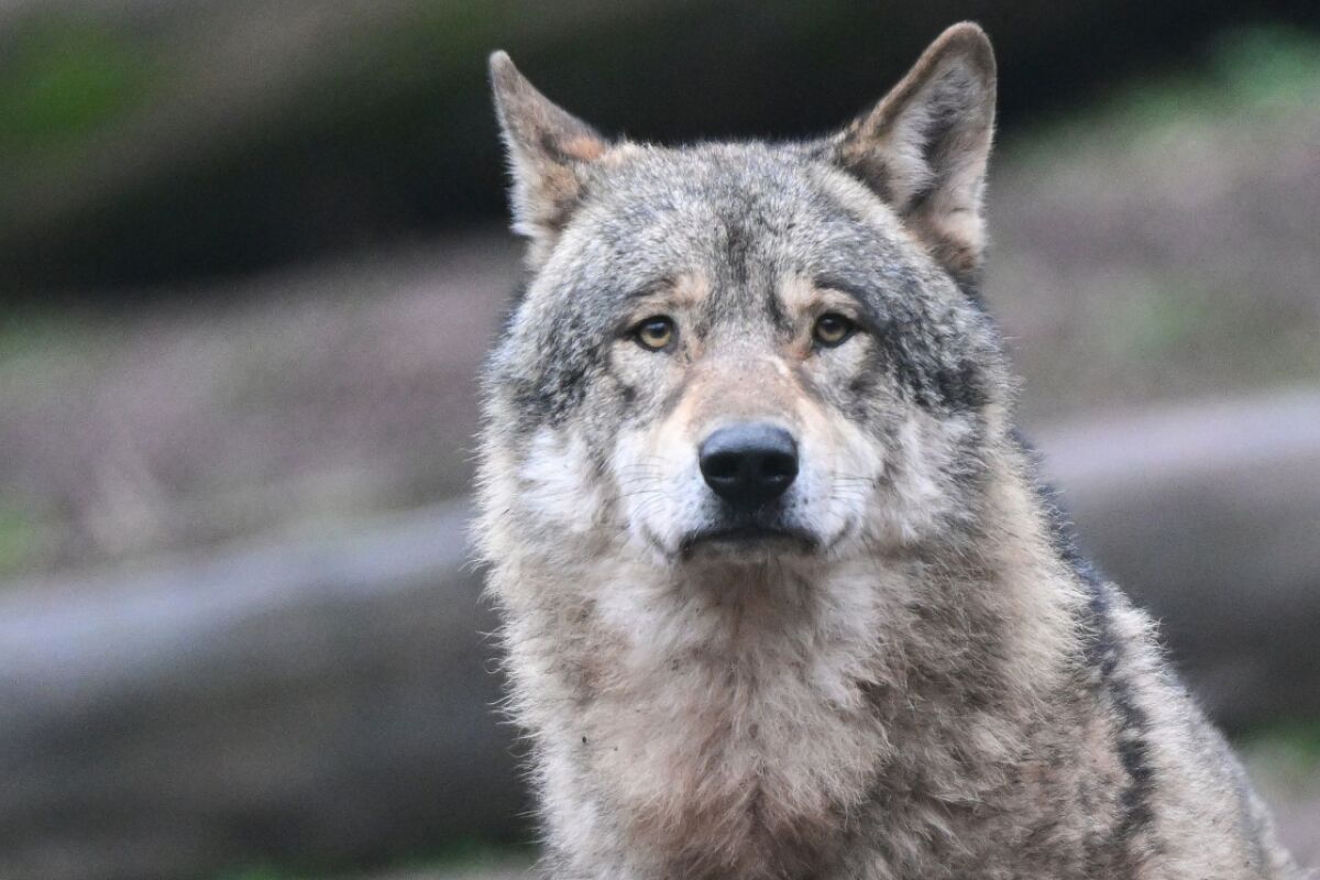 Wölfe und Hunde reagieren ähnlich auf Angstschweiß