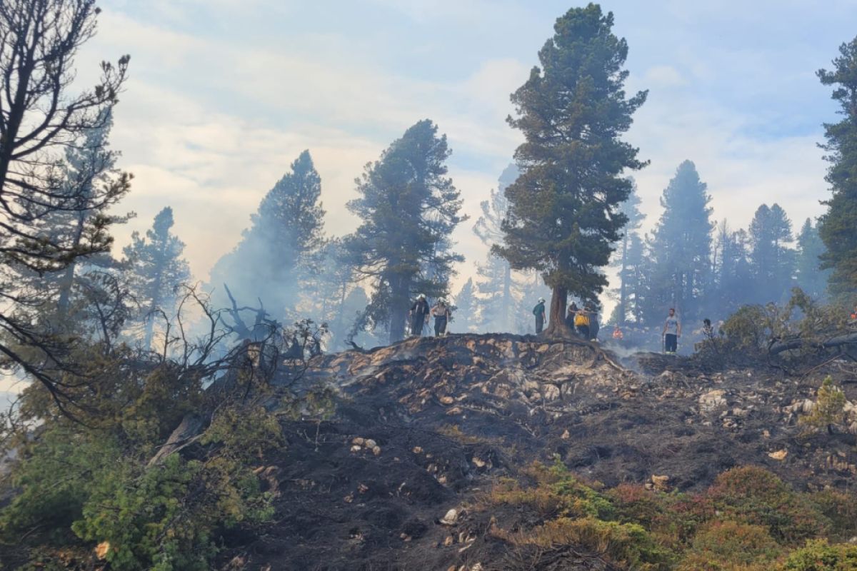 Waldbrände: KI lässt Drohnen durch Blätterdach blicken