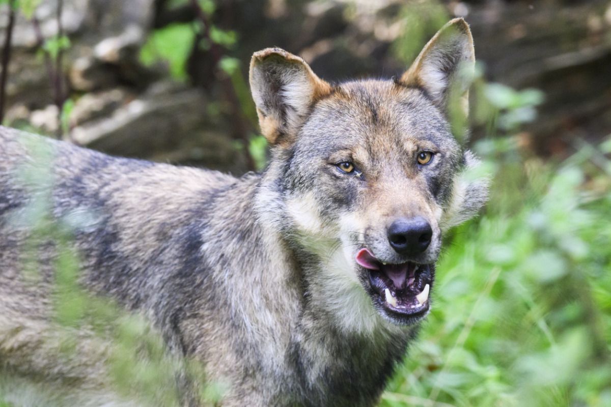 Schadwolf in Tirol erlegt