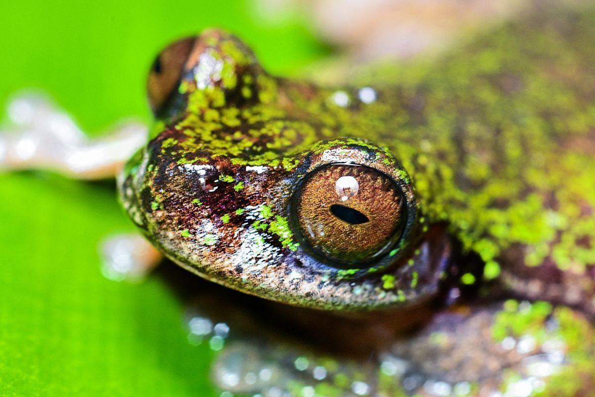 Neue Froschart in Costa Rica in Kaffeeplantagen entdeckt