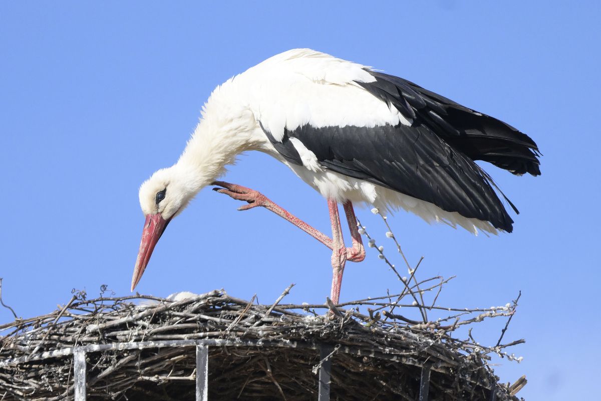 Hitze setzt auch Störchen im Burgenland zu