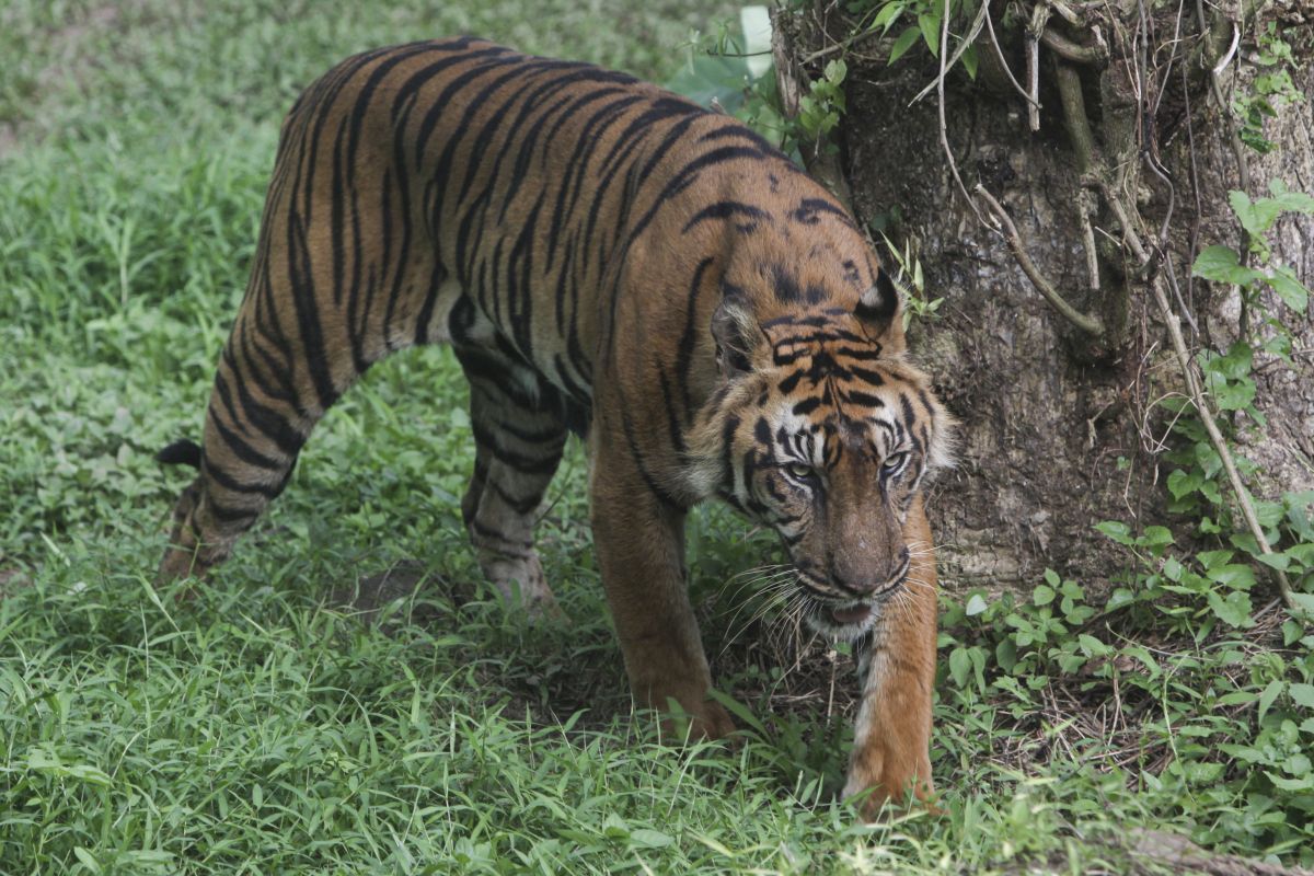 In der Falle: Tigerin sorgt auf Sumatra für Aufregung