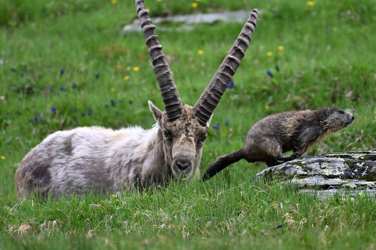 Experte: Alpine Wildtiere leiden unter der Hitze und Dürre