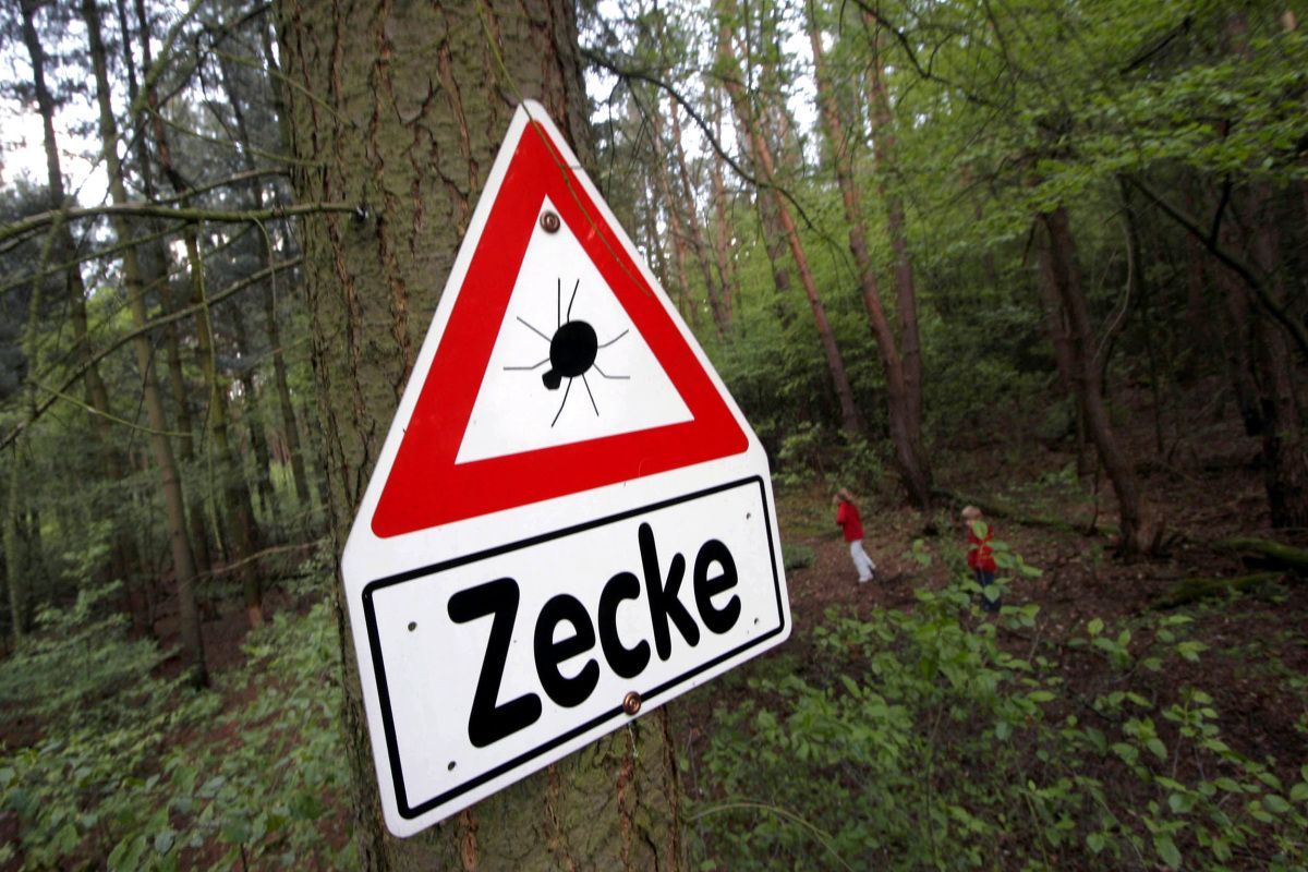 Lyme-Borreliose: 900 Hospitalisierungen jährlich
