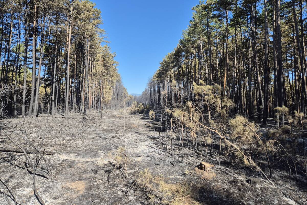 Lage bei Waldbrand in Niederösterreich weiter entspannt