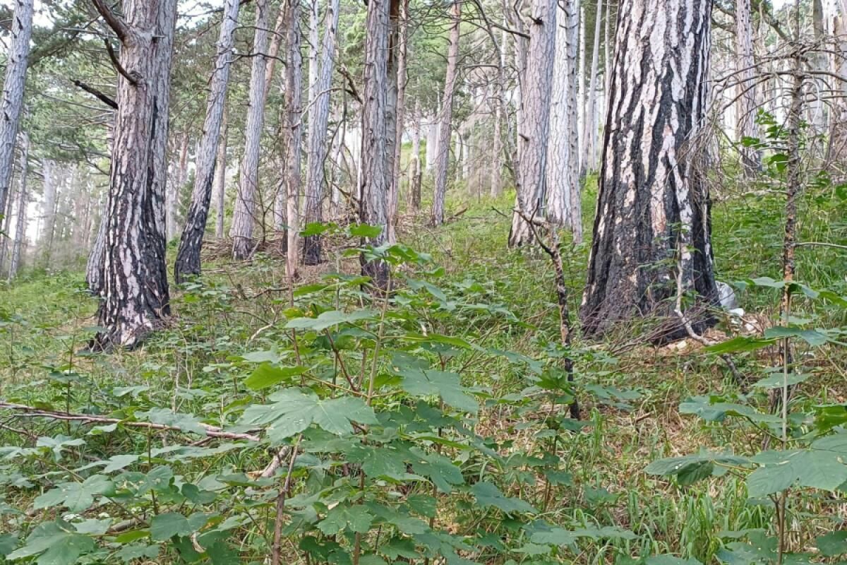 Erfolgreiche Wiederaufforstung nach Waldbrand im Raxgebiet