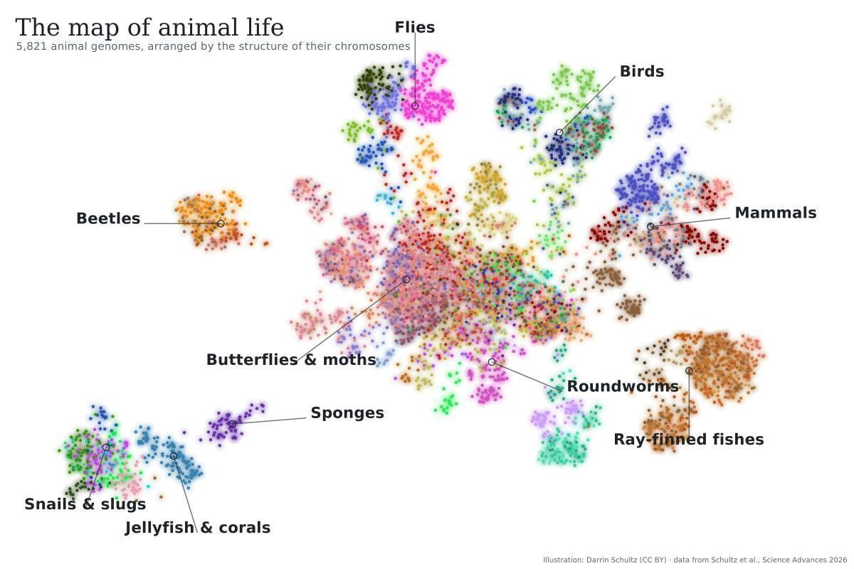Wie sich der Stammbaum der Tiere unwiderruflich verästelte