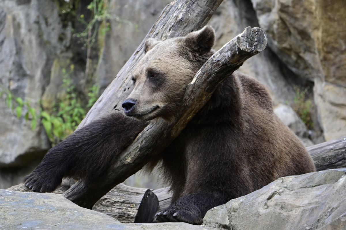 Bär tötet Camperin im russischen Altaigebirge
