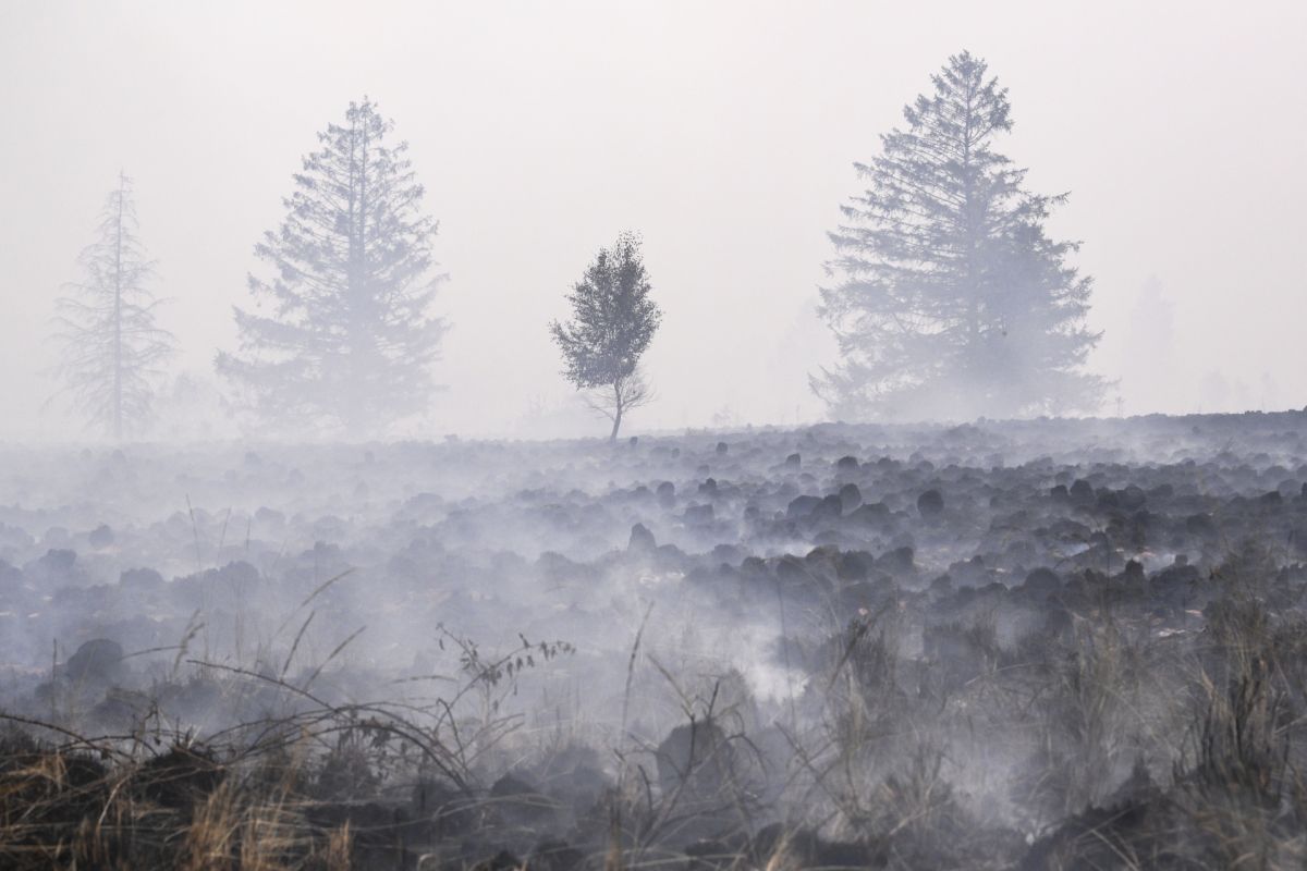 Klimawandel könnte Waldbrandfläche in Europa verdreifachen