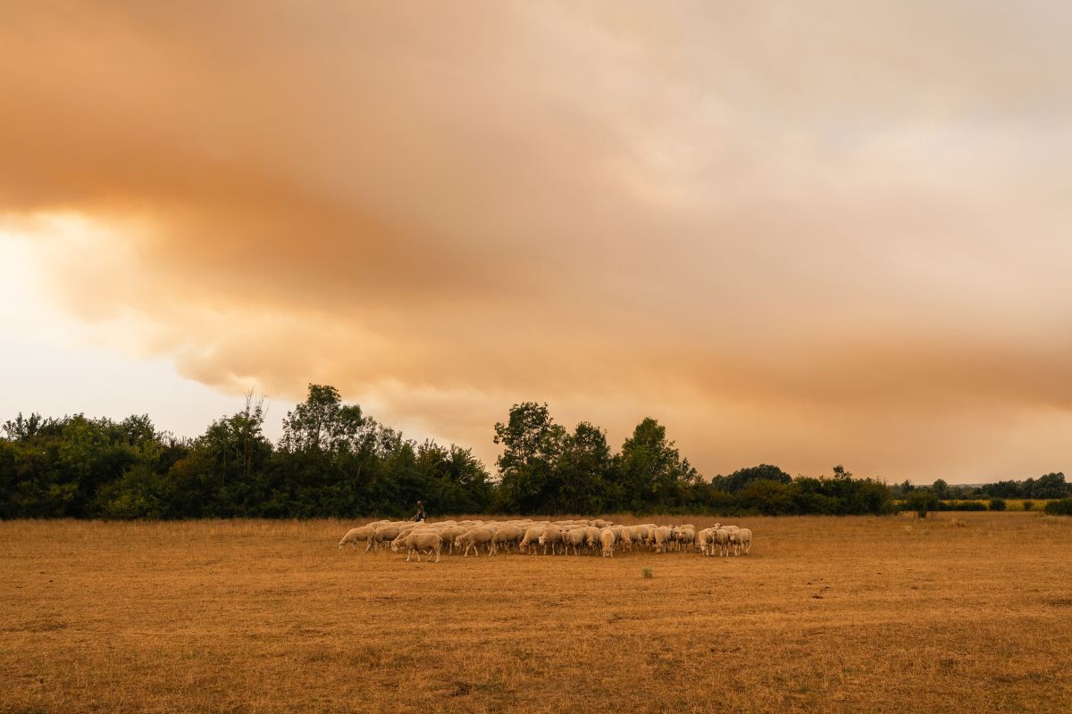 Waldbrand wütet seit mehr als zwei Wochen in Serbien