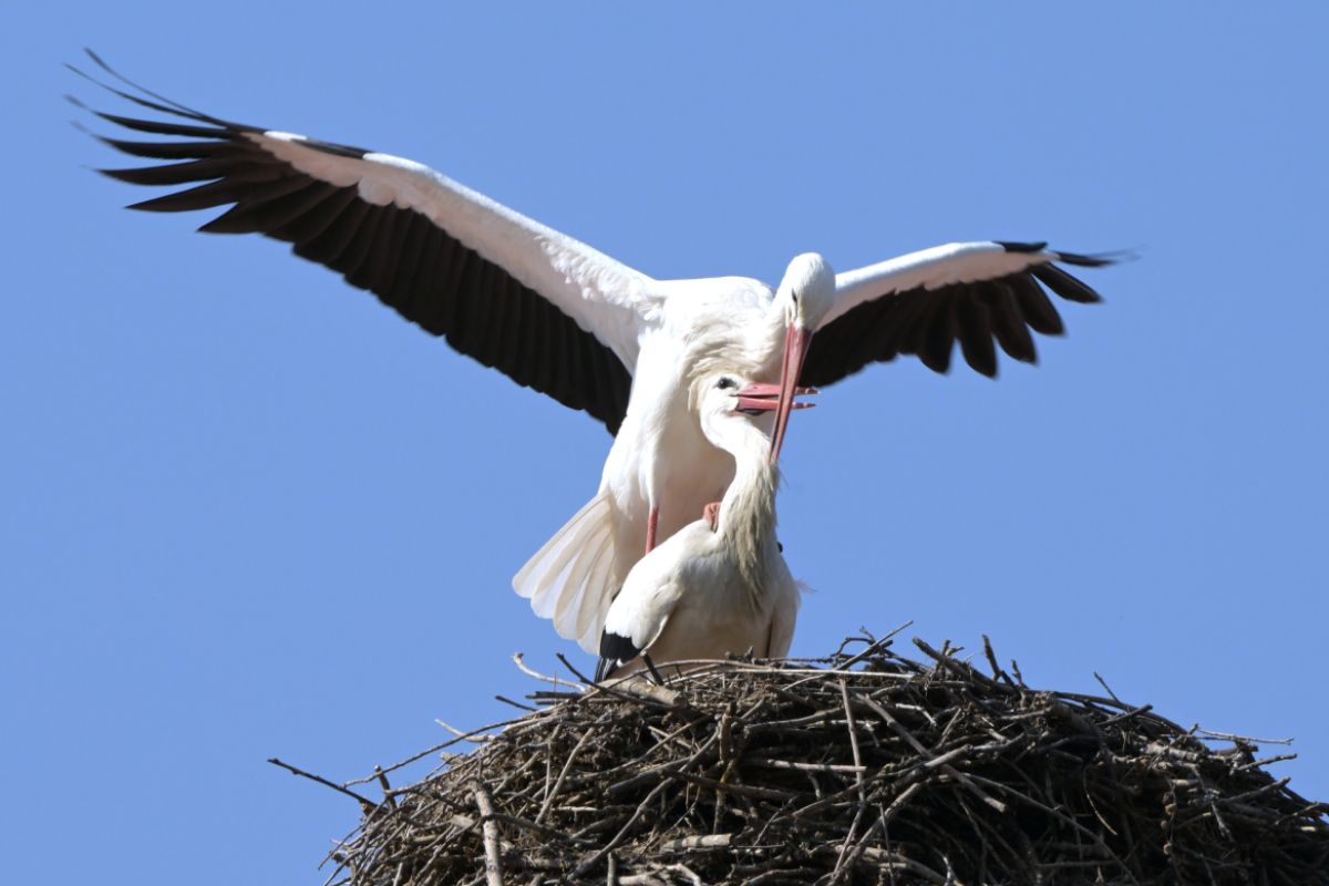 Weißstörche fliegen wieder in den Süden