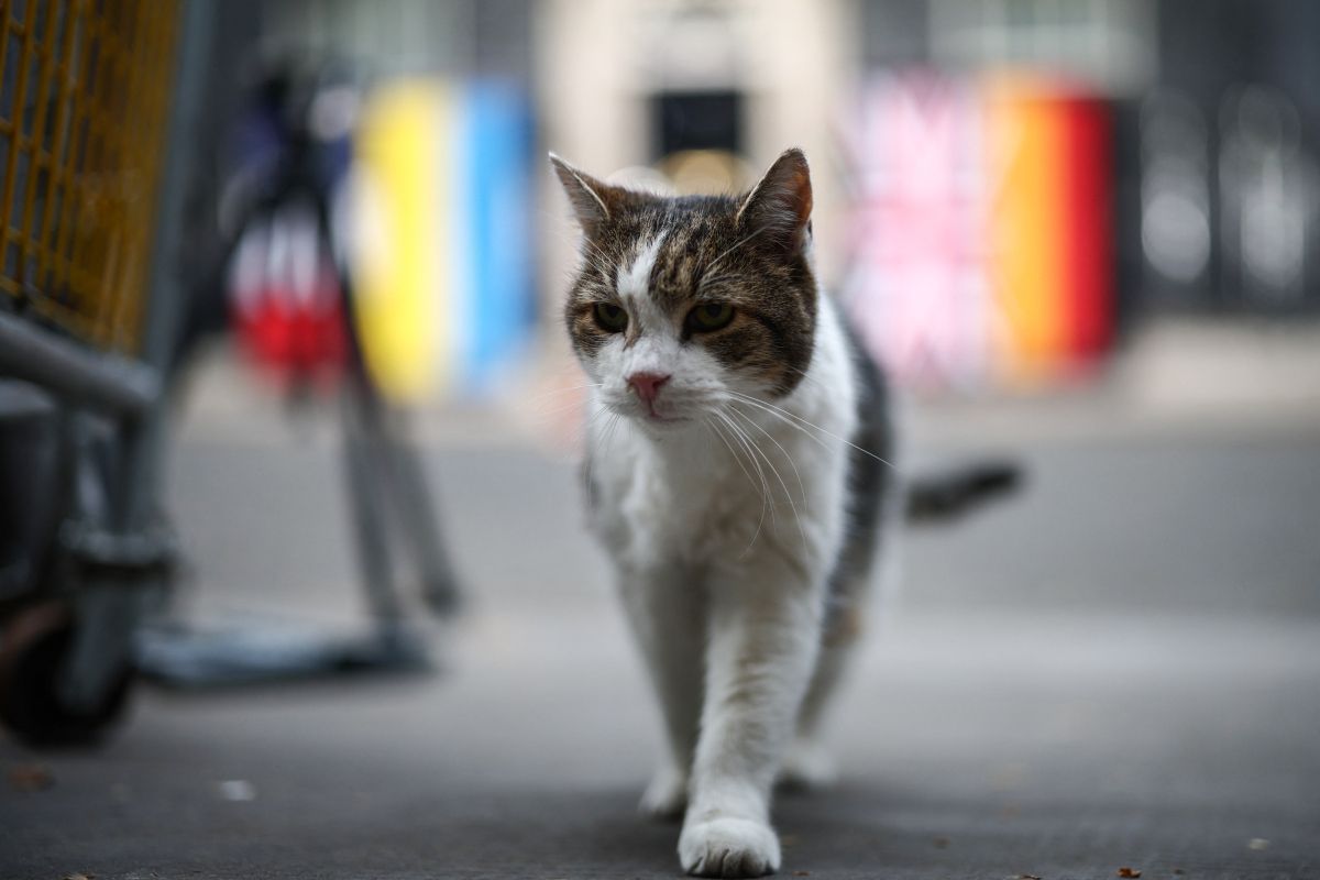 Kater Larry dementiert Berichte über seinen Tod