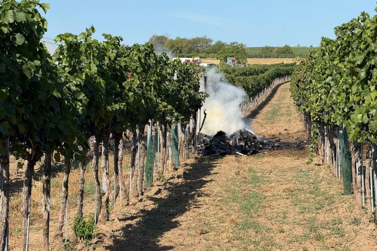Wracks nach Kleinflugzeug-Kollision in NÖ sichergestellt