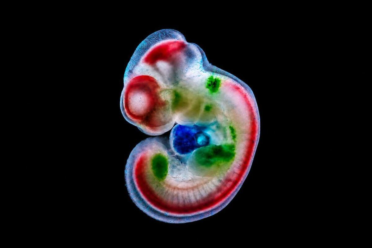Künstliche Schalter aktivieren Gene in Hirn und Herz