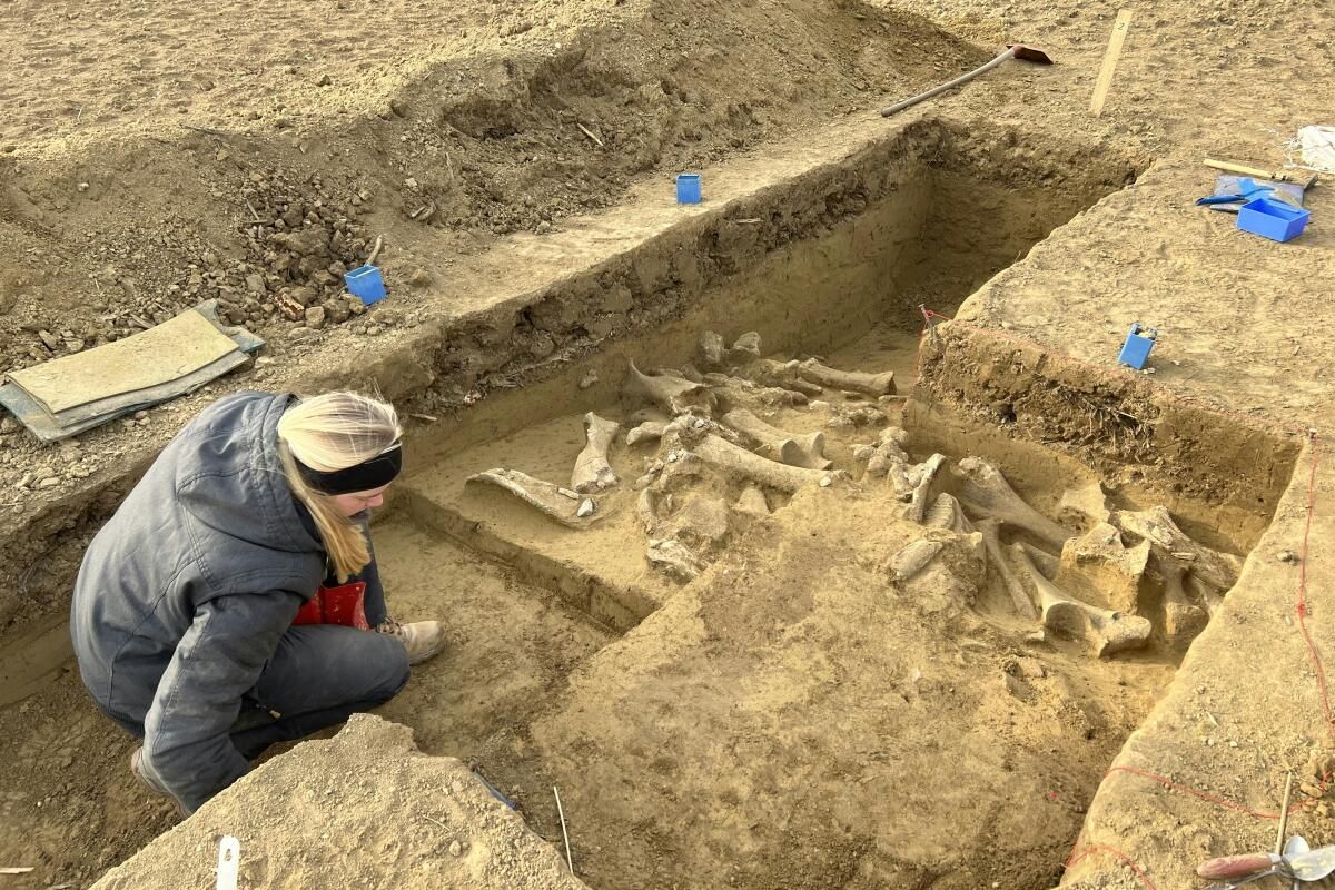 Eiszeitmenschen jagten vorwiegend weibliche Mammuts