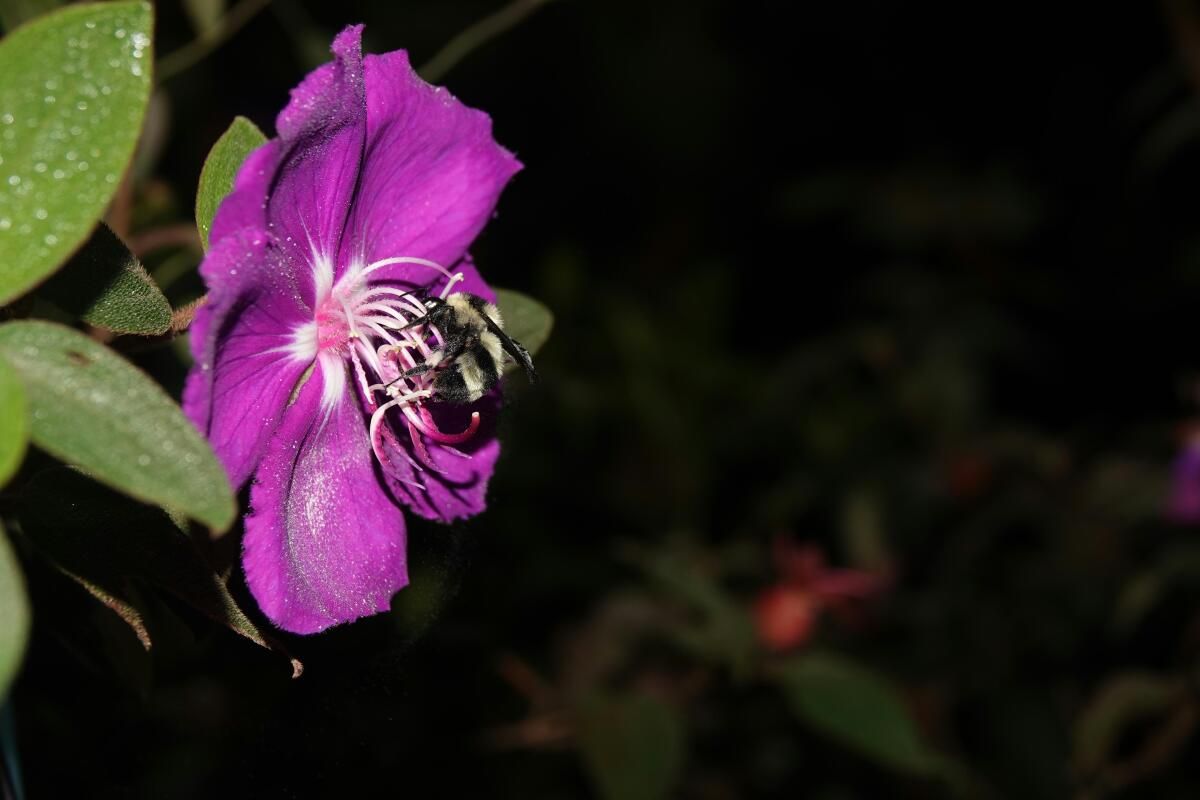 Wie Pflanzen ihre Pollen schleudern