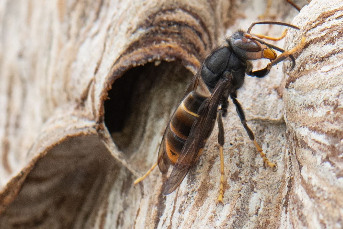 Asiatische Hornisse erstmals in Tirol nachgewiesen