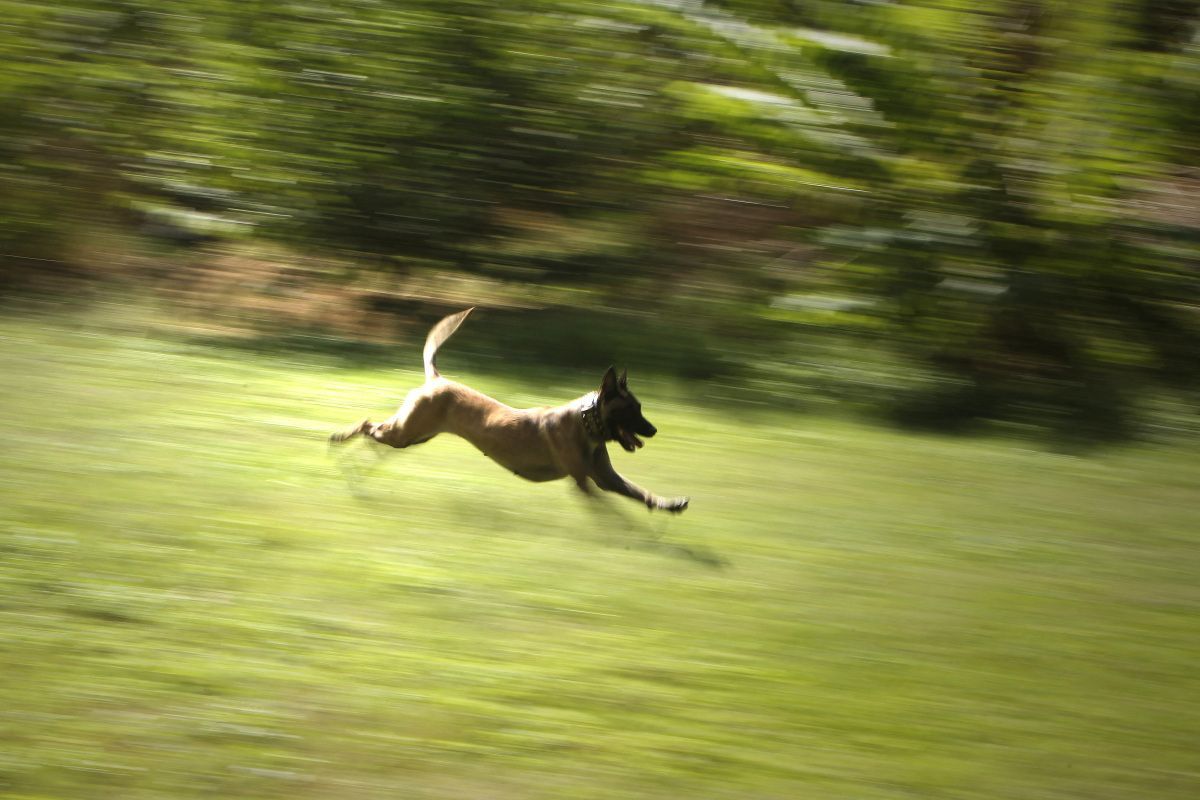 Schüler in Steiermark von Hund gebissen und schwer verletzt