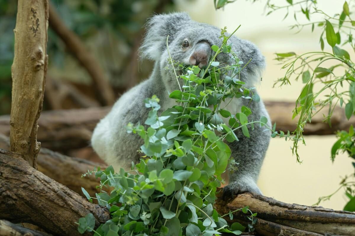 Schönbrunner Koalas fressen nun steirischen Eukalyptus