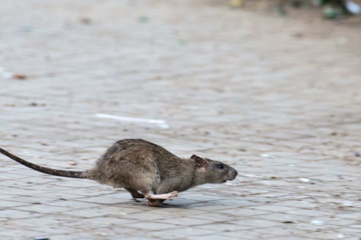 Nager auf dem Rückzug: New York meldet weniger Ratten