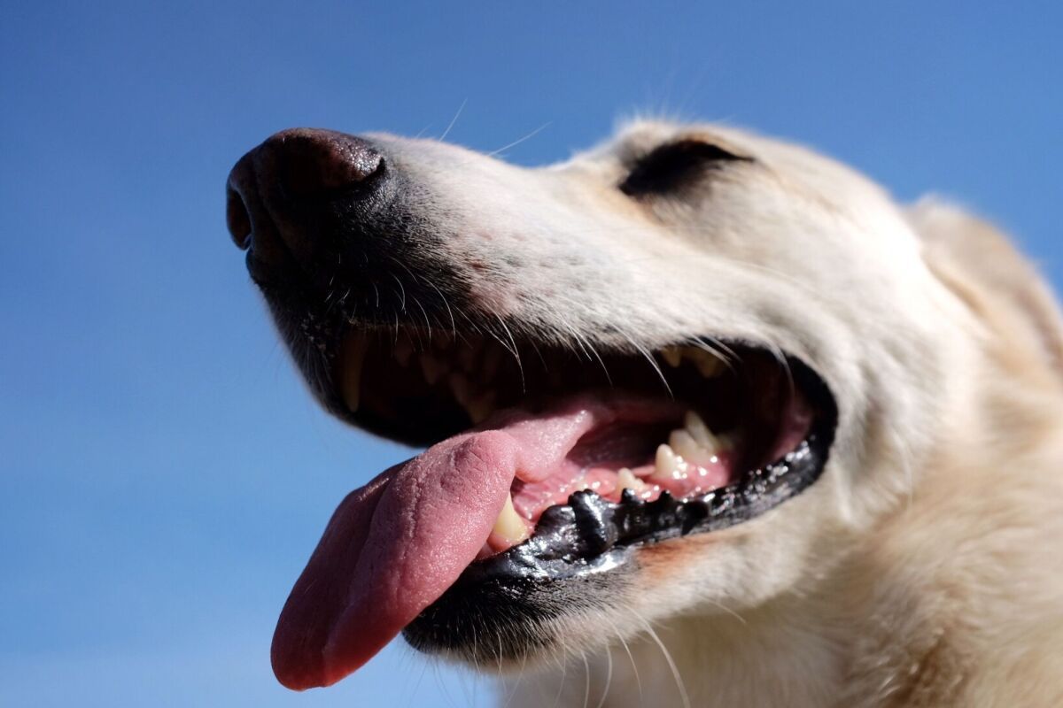 Hunde erkennen Gefühle in den Gesichtern der Menschen