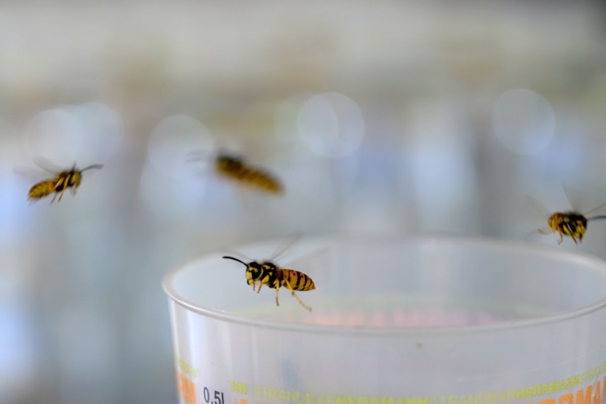 7 Tote durch Insekten-Stiche pro Jahr