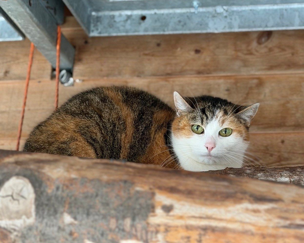Lady sucht gemeinsam mit Tigerle ein Zuhause
