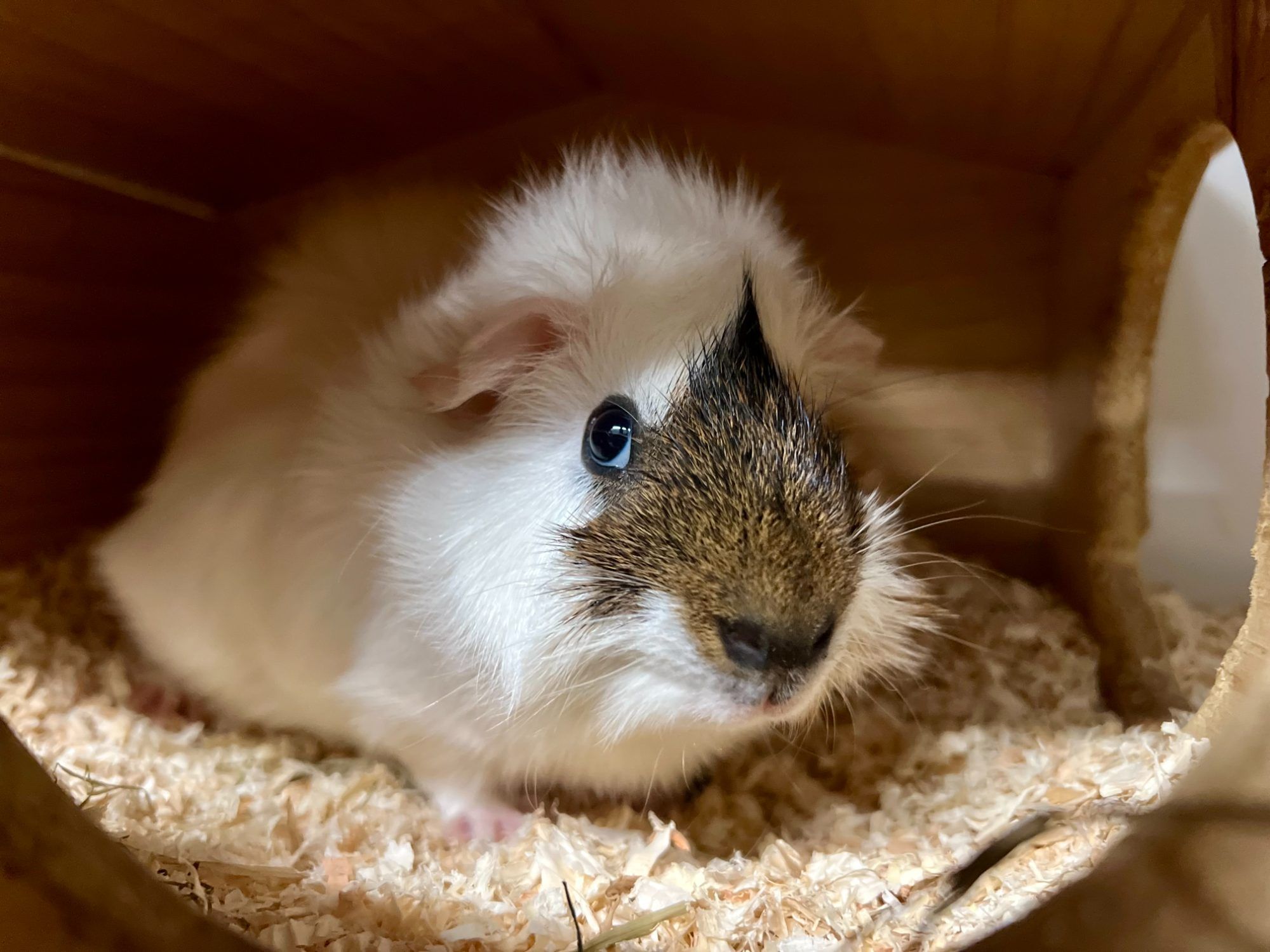 Der neugierige Bruno ist auf Partnersuche