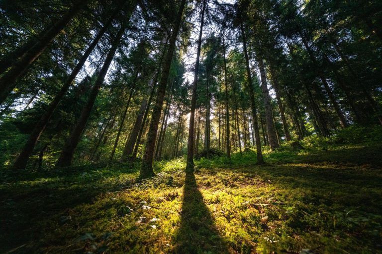 Was Vorarlbergs Wälder nach der Fichte stärker macht